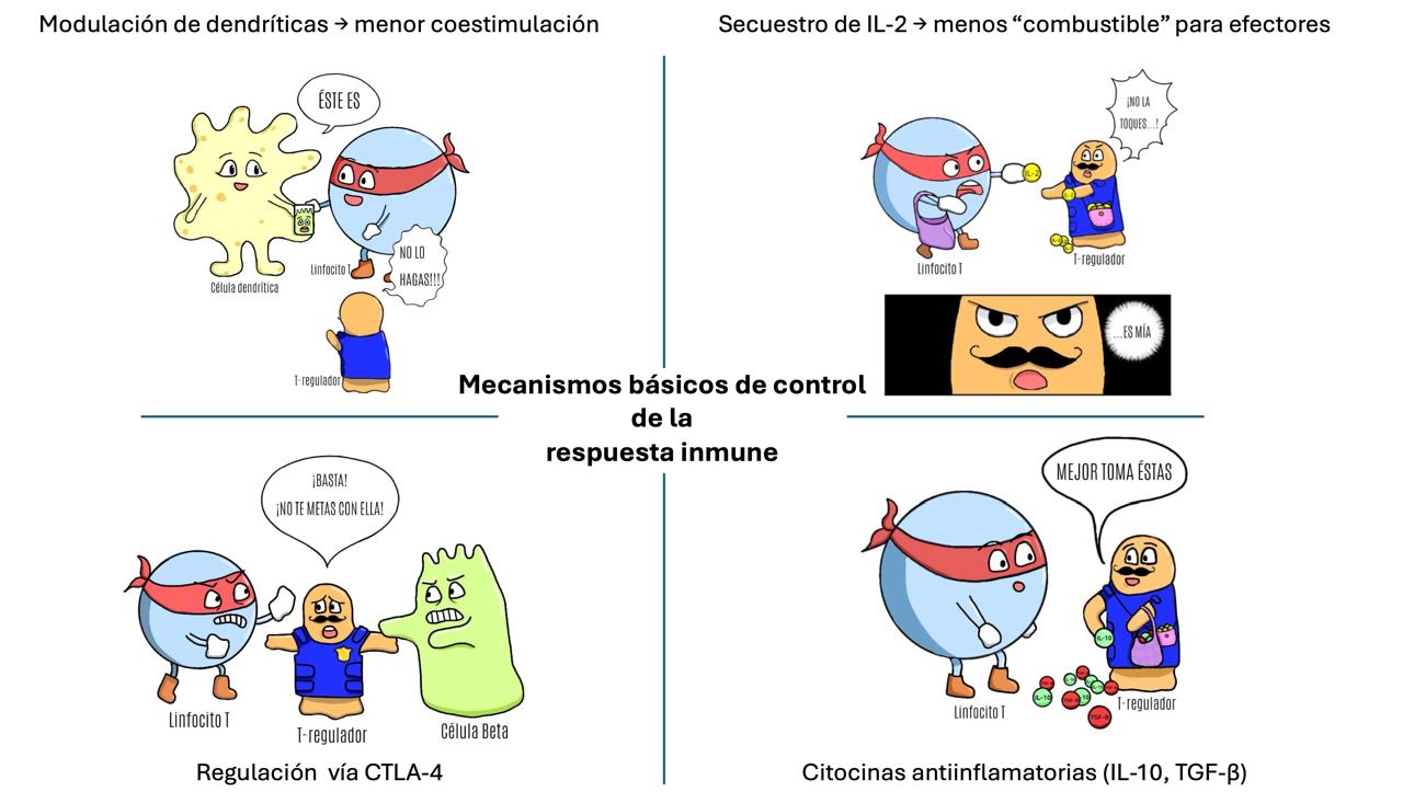 Figura 5. Estrategias de las Tregs para establecer la tolerancia inmunológica. Fuente: Fernanda García Espinoza